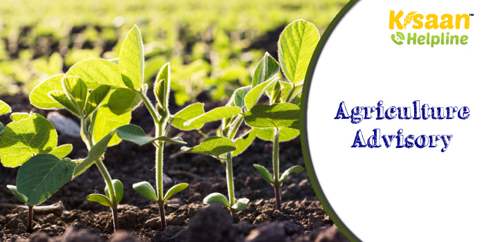 Agriculture Advisory: मौसम को देखते हुए किसानों को निम्न कृषि कार्य करने की सलाह दी गयी कृषि वैज्ञानिकों ने 